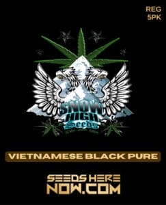 Vietnamese Black Pure (Regular) (space) Snow High Seeds