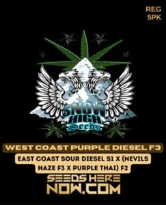 West Coast Purple Diesel F3(Regular) (space) Snow High Seeds