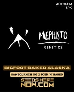 Bigfoot Baked Alaska (Autoflower) (space) Mephisto Genetics