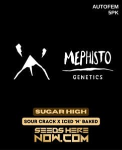 Sugar High (Autoflower) (space) Mephisto Genetics