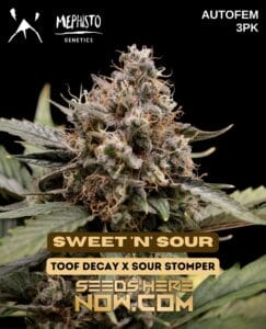 Sweet 'n' Sour (Autoflower) (space) Mephisto Genetics