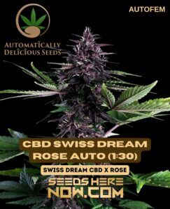 CBD Swiss Dream Rose Auto (1:30) (Autoflower) (space) Automatically Delicious