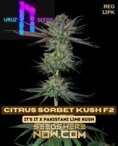 Citrus Sorbet Kush F2 (Regular) (space) Uruz Seeds