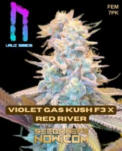 Violet Gas Kush F3 x Red River (Feminized) (space) Uruz Seeds