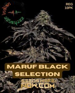 Maruf Black Selection (Regular) (space) Indian Landrace Exchange