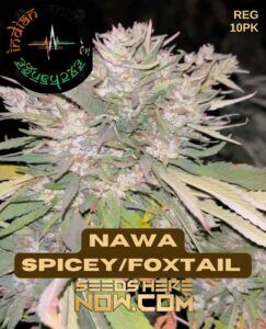 Nawa Spicey/Foxtail (Regular) (space) Indian Landrace Exchange