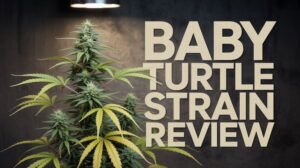 Baby Turtle strain review