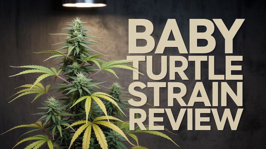 Baby Turtle Strain Review: A Slow Burn Of Pure Gas – Baby Turtle strain review
