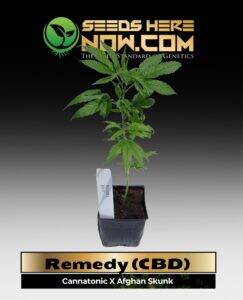 Remedy (CBD) Clones(space) ACC cannabis seeds – Seeds Here Now