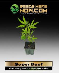 Super Boof Clones (space) ACC cannabis seeds – Seeds Here Now