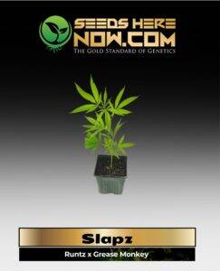 Slapz Clones (space) ACC cannabis seeds – Seeds Here Now