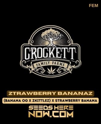 Crockett Family Farms - Ztrawberry Bananaz {fem} [6pk]