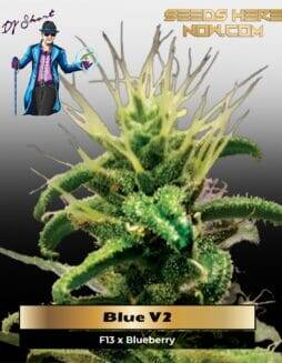 Blue V(space)2 (Regular) (space) DJ Short Seeds