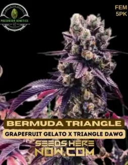 Bermuda Triangle Feminized Seeds (space) Grapefruit Gelato x Triangle Dawg Hybrid