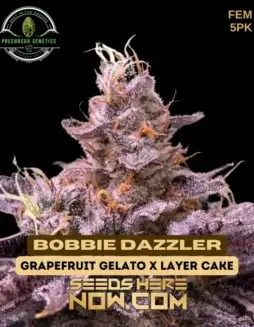 Bobbie Dazzler feminized cannabis seeds by Precursor Genetics