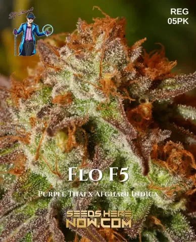 Image of Flo F5 regular cannabis seeds by DJ Short Seeds