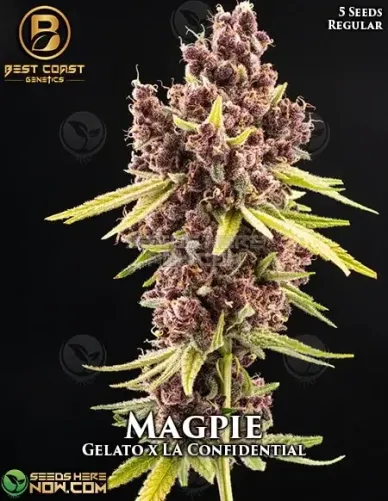 Magpie Cannabis Seeds - Regular Type by Best Coast Genetics