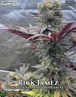 Rick Jamez cannabis seeds by Cannabis Research Seed Co featuring Pineapple Banana 2 and BerryFreak V2 lineage
