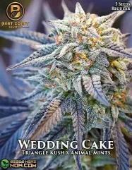 Wedding Cake Cannabis Seeds by Best Coast Genetics featuring Triangle Kush and Animal Mints