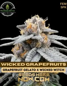Close(space)up image of Wicked Grapefruits feminized cannabis seeds, featuring citrus and tropical aromas