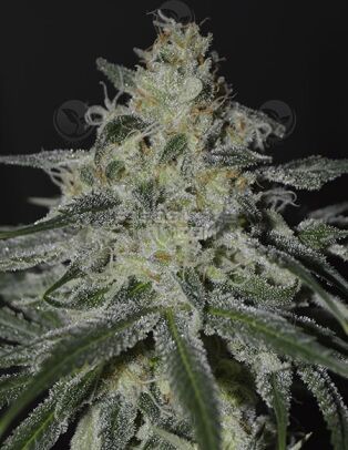 Firefly (Regular) (space) Irie Genetics