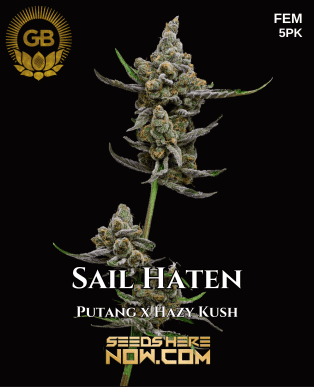 Sail Haten (Feminized) (space) Green Bodhi Genetics