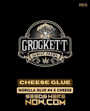 Cheese Glue (Regular) (space) Crockett Family Farms