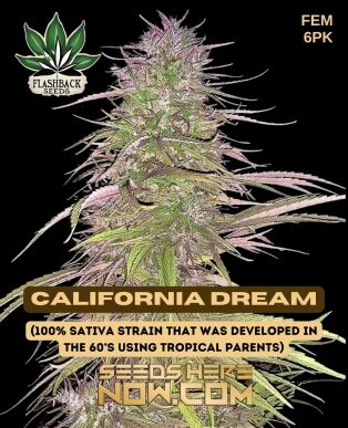 California Dream (Feminized) (space) Flashback Seeds