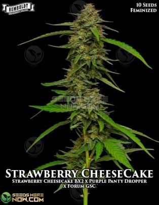 Strawberry Cheesecake (feminized) - Humboldt Seed Company