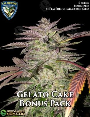 Gelato Cake Bonus Pack (feminized) - T.h. Seeds