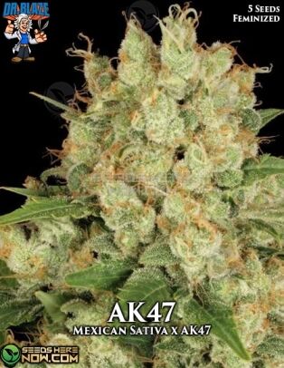 Ak47 S1 (feminized) - Dr. Blaze