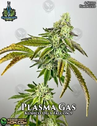 Plasma Gas (feminized) - Exotic Genetix