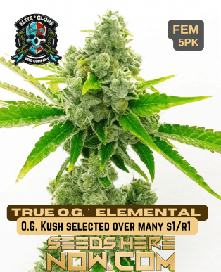 True Og S1 (feminized) - Elite Clone Seed Company