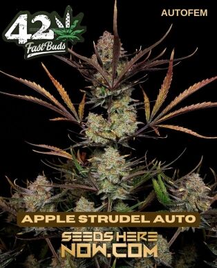 Apple Strudel Auto (autoflower) - Fast Buds