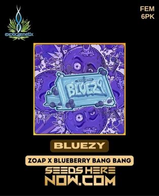 Bluezy (feminized) - Exotic Genetix