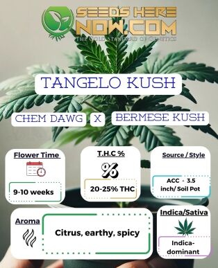 Tangelo Kush Clones - Acc