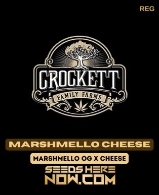 Marshmello Cheese (regular) - Crockett Family Farms