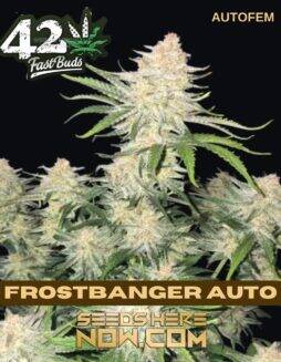 Frostbanger Auto (Autoflower) (space) Fast Buds