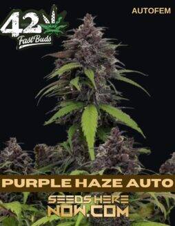 Purple Haze Auto (Autoflower) (space) Fast Buds