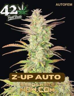 Z(space)Up Auto (Autoflower) (space) Fast Buds