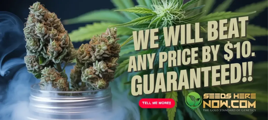 Autoflower Seeds Promotion