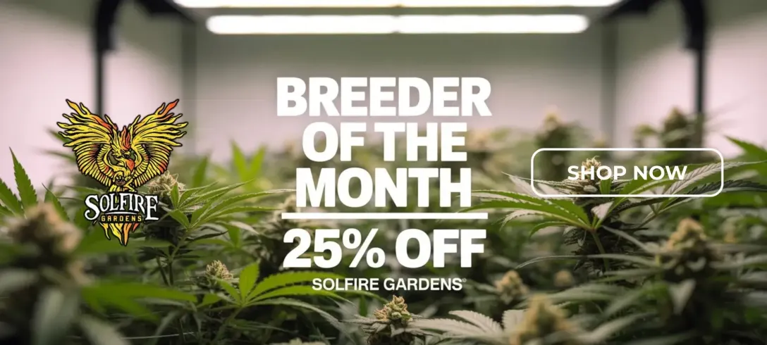 Autoflower Seeds Promotion