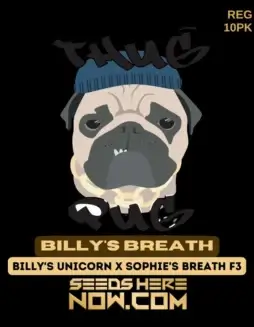 Billy's Breath regular cannabis seeds by Thug Pug Genetics featuring 25% THC and hybrid dominance