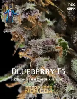 Blueberry F5 Regular Seeds (space) Indica(space)dominant Hybrid, Highland Thai x Afghani Indica