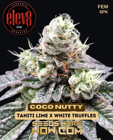 Coco Nutty Feminized Seeds - Tropical Aroma with Coconut and Nutty Notes