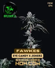 Fawkes Feminized Cannabis Seeds - Hybrid Strain with Citrus and Pine Aroma