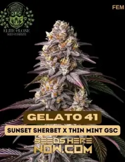Gelato 41 Feminized Seeds featuring 24(space)29% THC, Indica(space)dominant Hybrid
