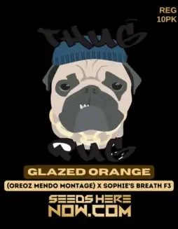 Glazed Orange cannabis seeds by Thug Pug Genetics featuring orange hues and sweet earthy aromas