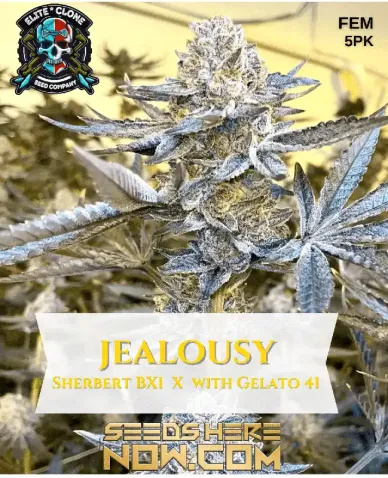 Jealousy S1 Feminized Seeds - A blend of Sherbet BX1 and Gelato #41 for premium cannabis growing