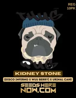 Kidney Stone Regular Seeds (space) Hybrid Cannabis by Thug Pug Genetics